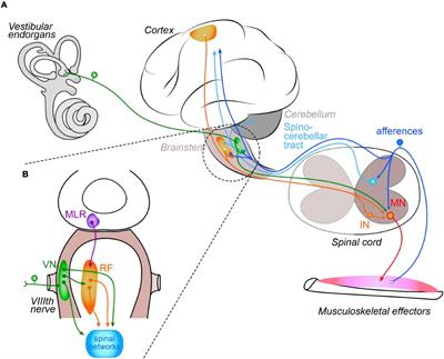 How Does the Central Nervous System for Posture and Locomotion Cope With Damage-Induced Neural Asymmetry?